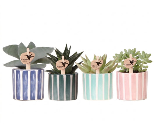 SuccuSet 'Painted stripe' Succuset Tropical Corner