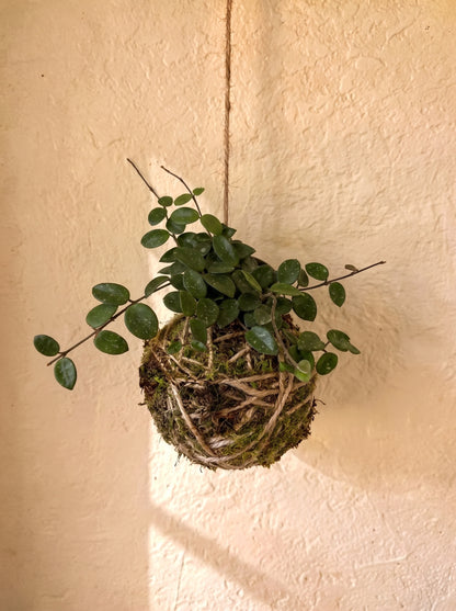 Kokedama | Hoya Mathilde “Splash”