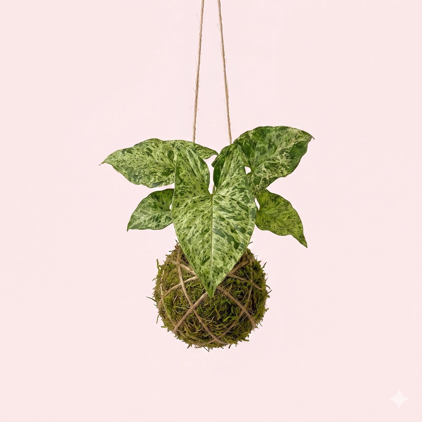 Baby Kokedama | Syngonium 'Mottled Mojito'