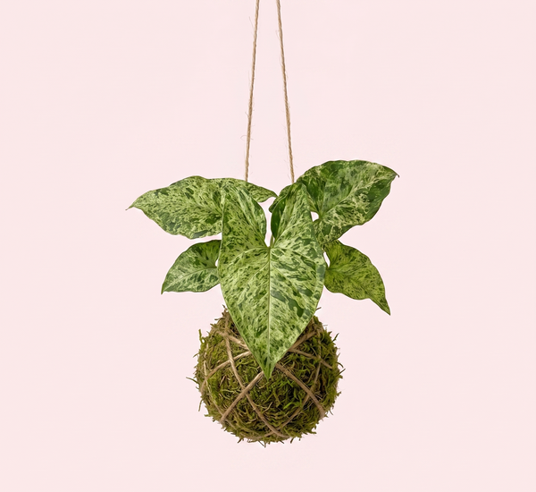 Baby Kokedama | Syngonium 'Mottled Mojito'