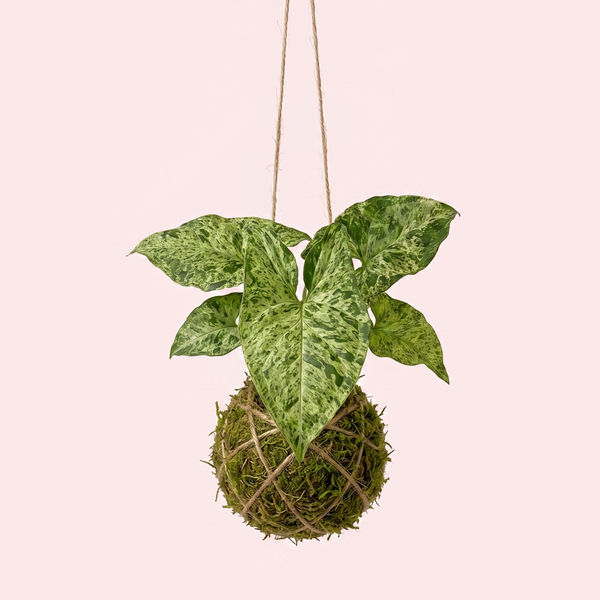 Baby Kokedama | Syngonium 'Mottled Mojito'