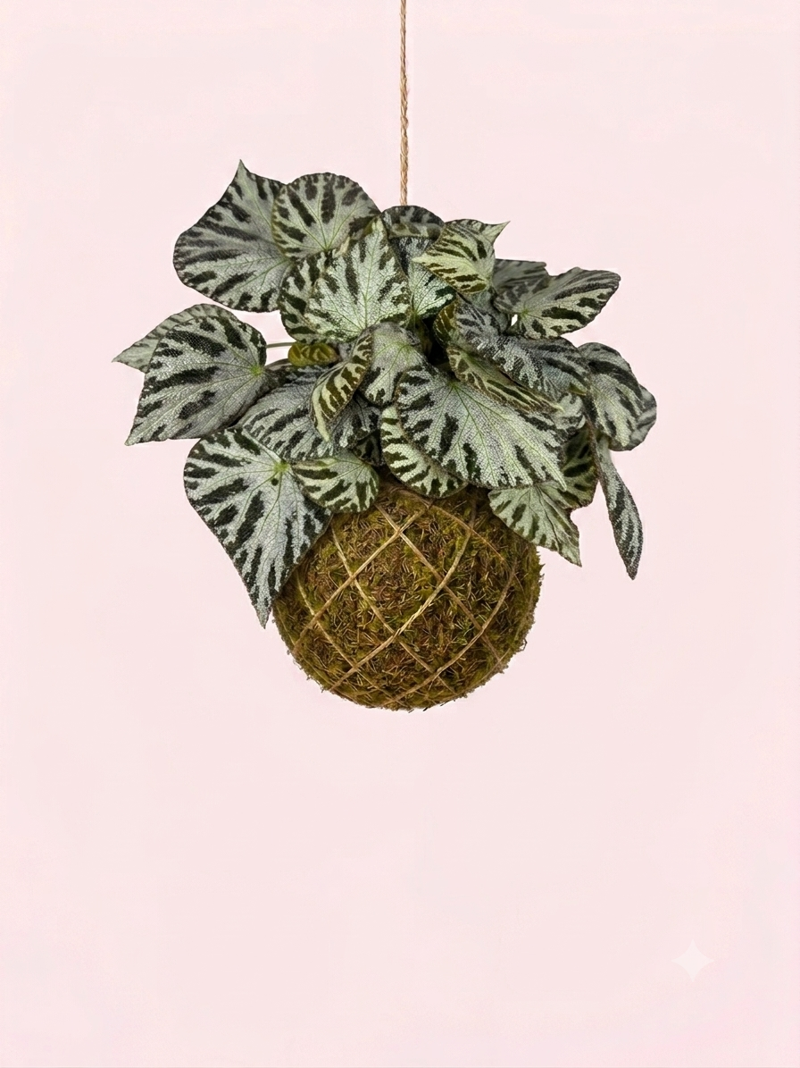 Kokedama | Begonia 'Silver Jewel'