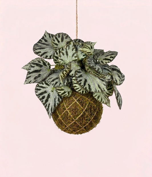 Kokedama | Begonia 'Silver Jewel' Kokedama Tropical Corner