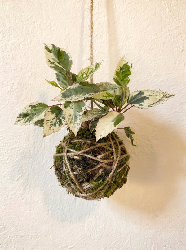 Baby Kokedama | Hibiscus rosa-sinensis 'Variegata'
