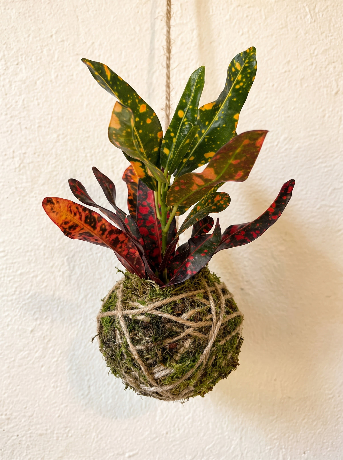 Baby Kokedama | Codiaeum variegatum 'Pie Crust'