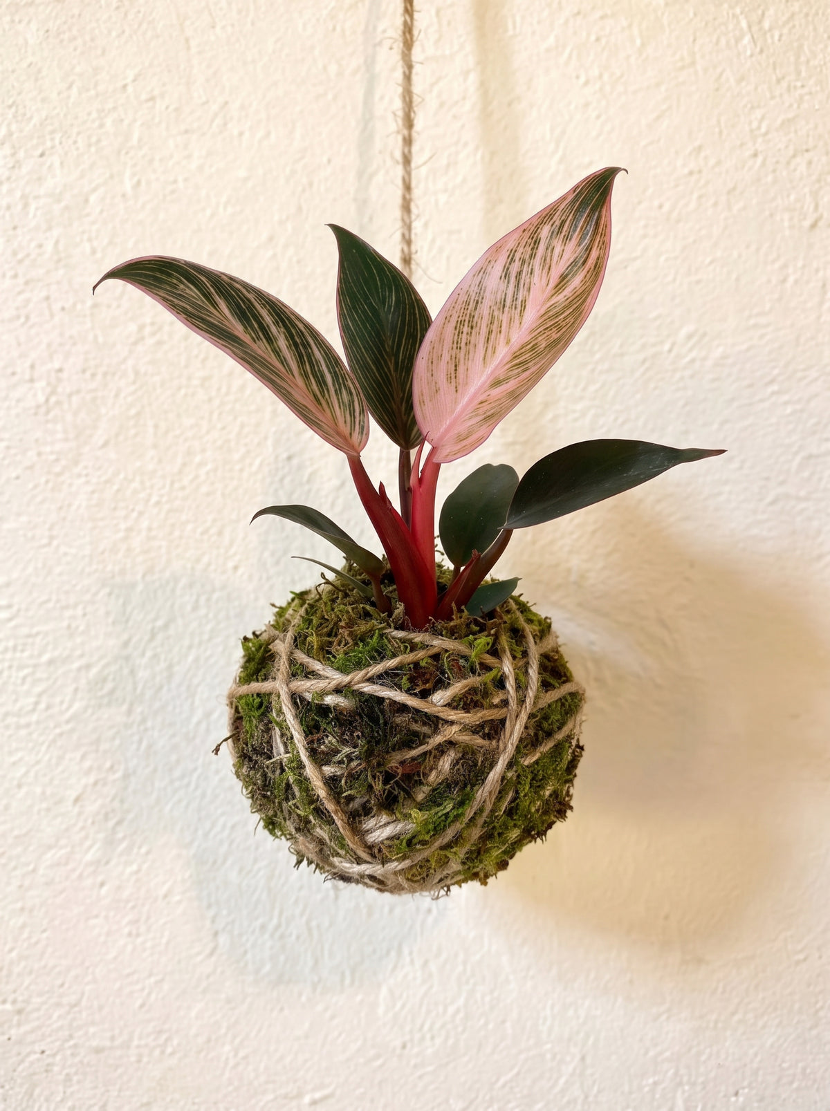 Baby Kokedama | Philodendron Birkin 'Pink Bikini'