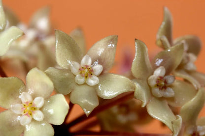 Hoya Rangsan Hoya Tropical Corner