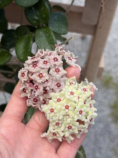 Hoya Mathilde Splash Hoya Tropical Corner