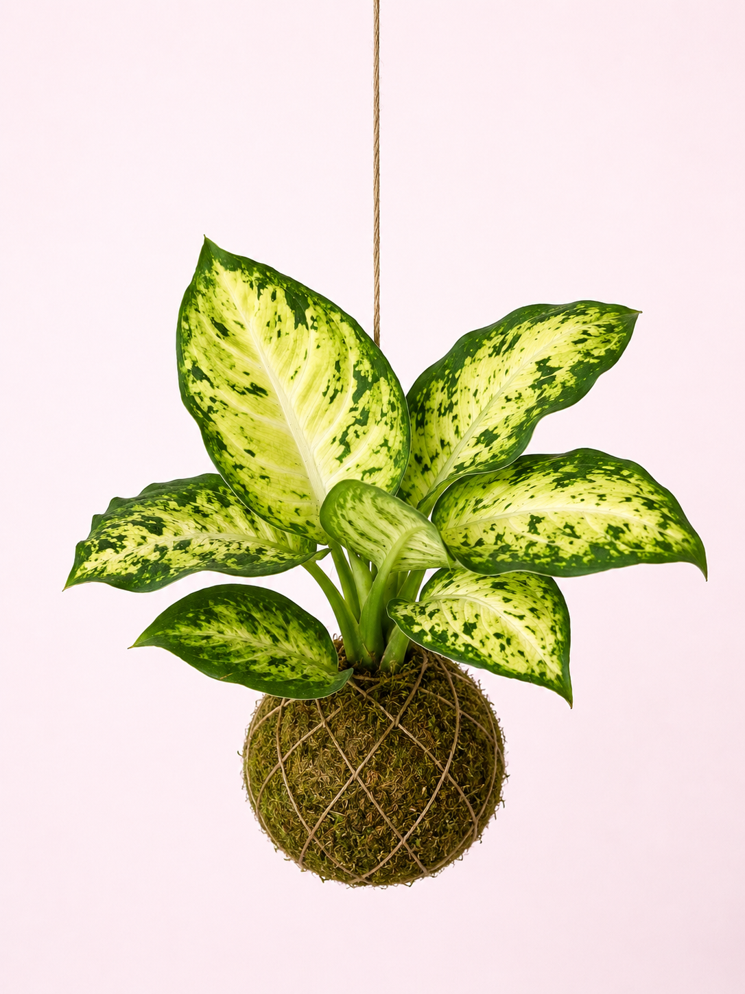 Baby Kokedama | Dieffenbachia 'Amy' Maculata Tropical Corner