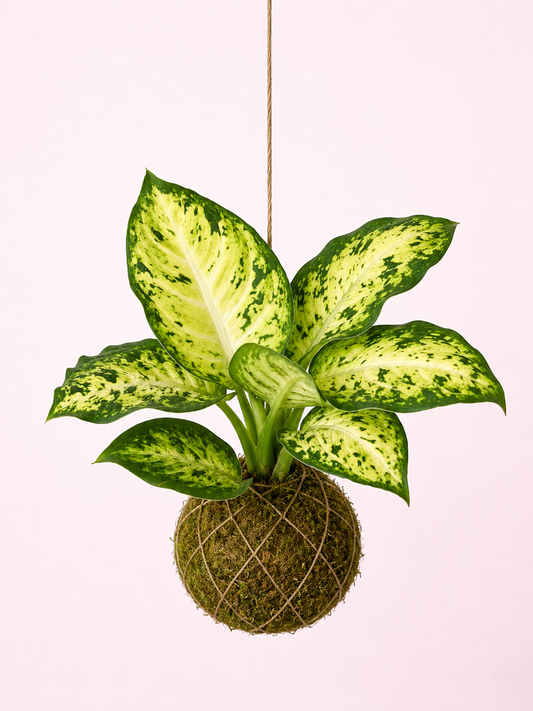 Baby Kokedama | Dieffenbachia 'Amy' Maculata Tropical Corner