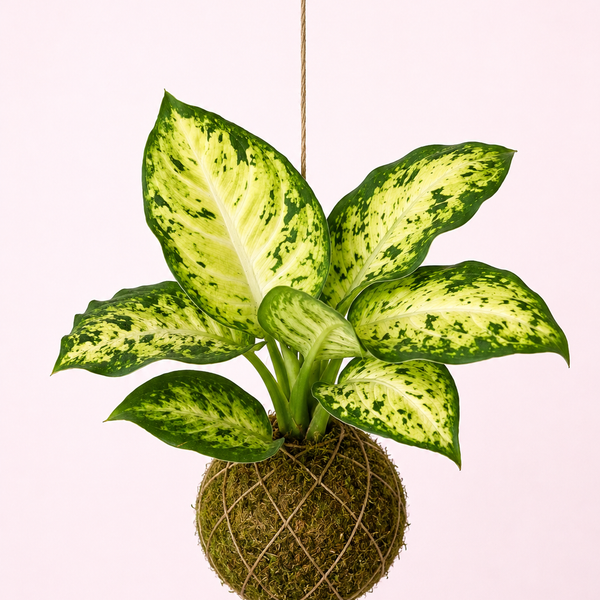 Baby Kokedama | Dieffenbachia 'Amy' Maculata