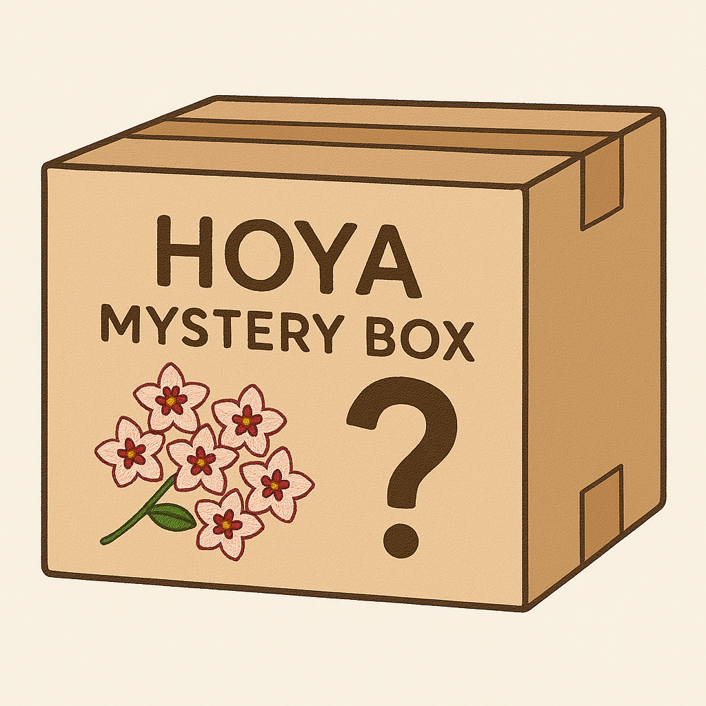 Hoya mystery box