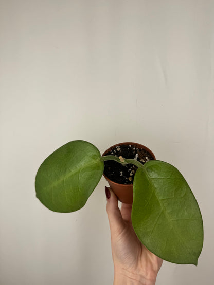 Hoya Calycina