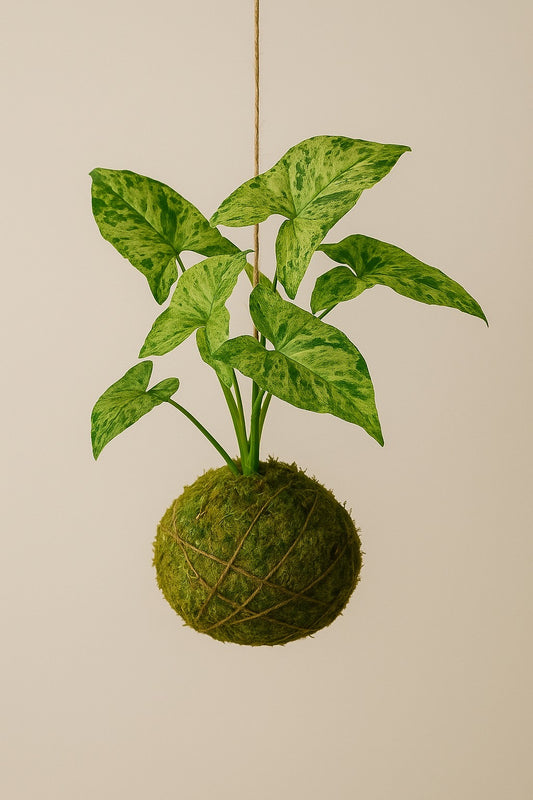 Kokedama | Syngonium "Mottled mojito"