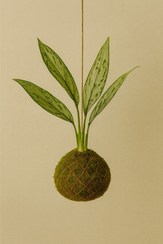 Kokedama | Aglaonema Silver Queen