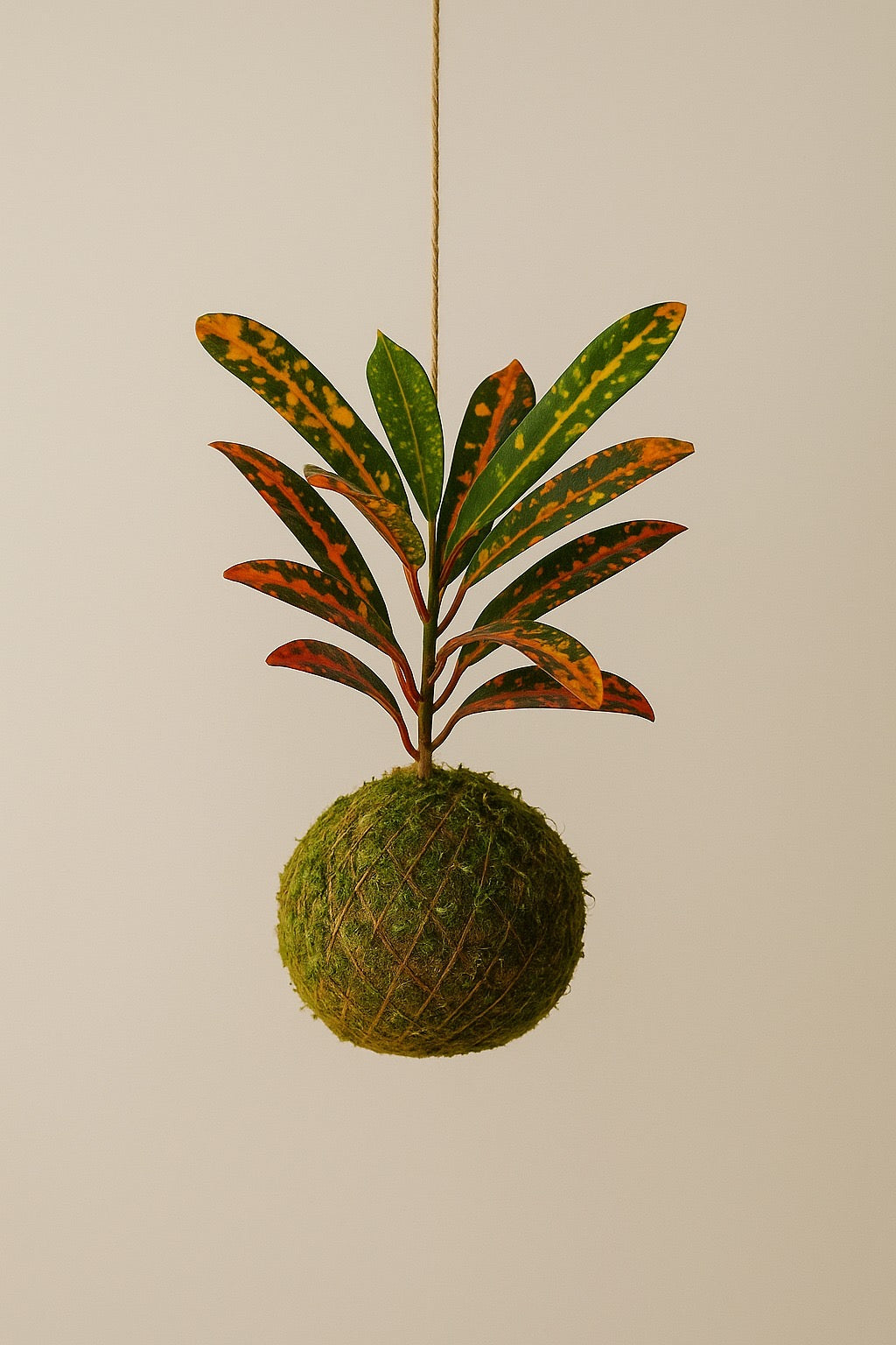 Baby Kokedama | Codiaeum variegatum “Bush on fire”