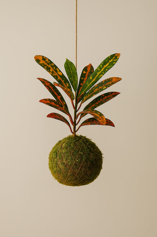 Baby Kokedama | Codiaeum variegatum “Bush on fire”