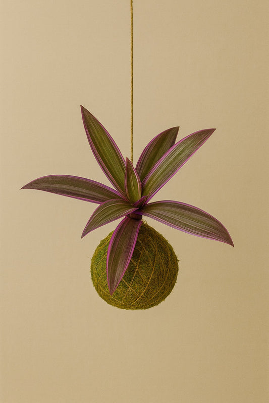 Kokedama | Tradescantia Spathacea Sitara “Purple Flame”