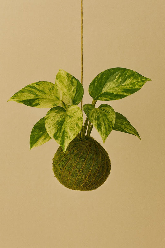 Kokedama | Epipremnum Marble Queen