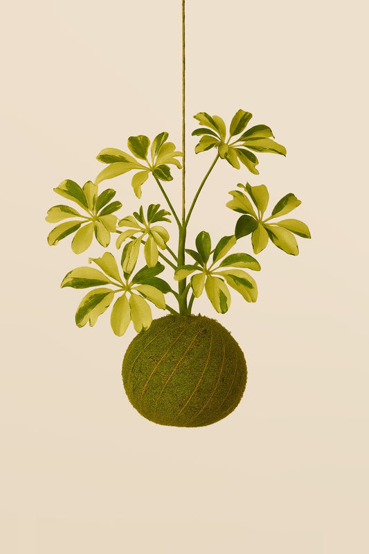 Kokedama | Schefflera Arboricola “Janine”