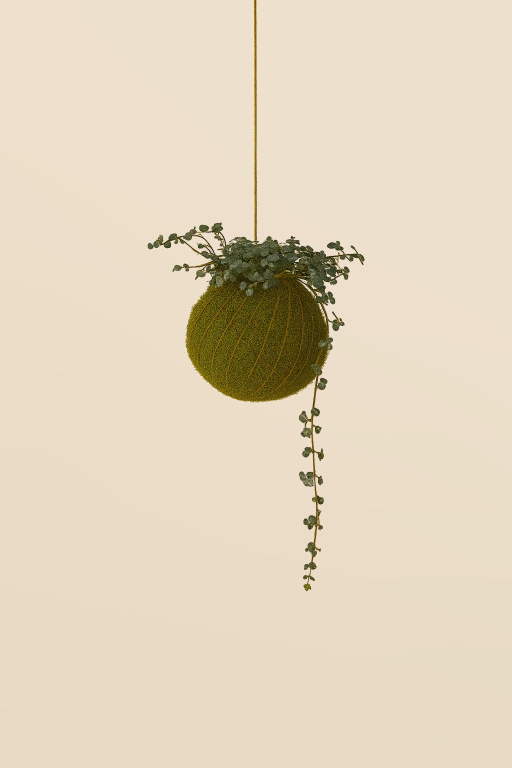 Baby Kokedama | Pilea Glaucophylla Greyzy
