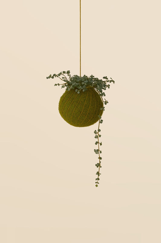 Baby Kokedama | Pilea Glaucophylla Greyzy