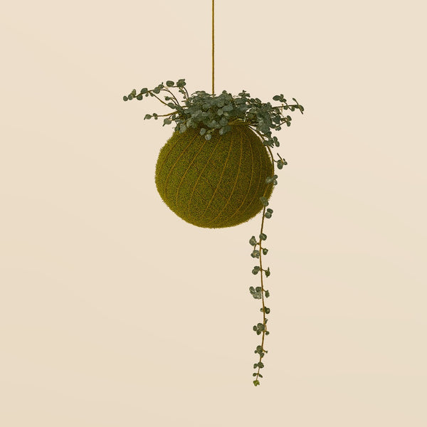Baby Kokedama | Pilea Glaucophylla Greyzy