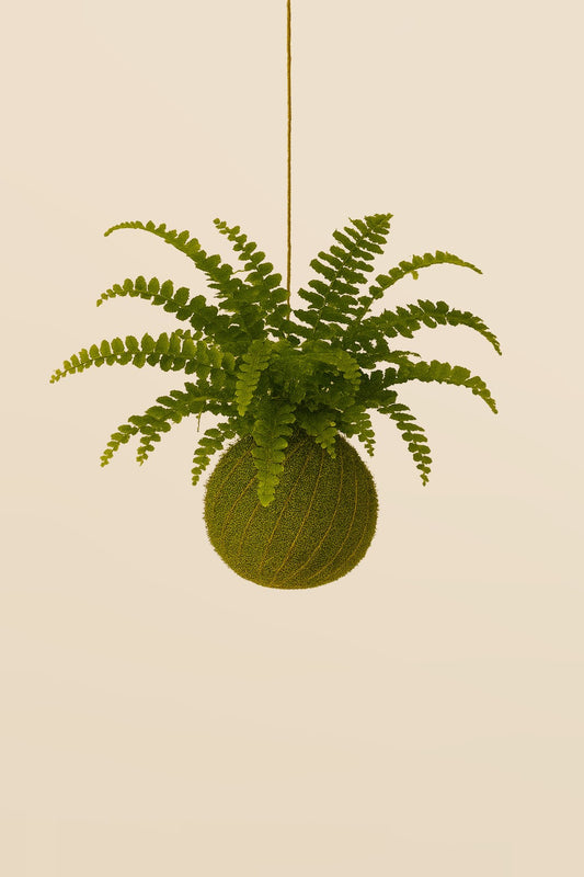 Baby Kokedama | Nephrolepis cordifolia “Duffy”