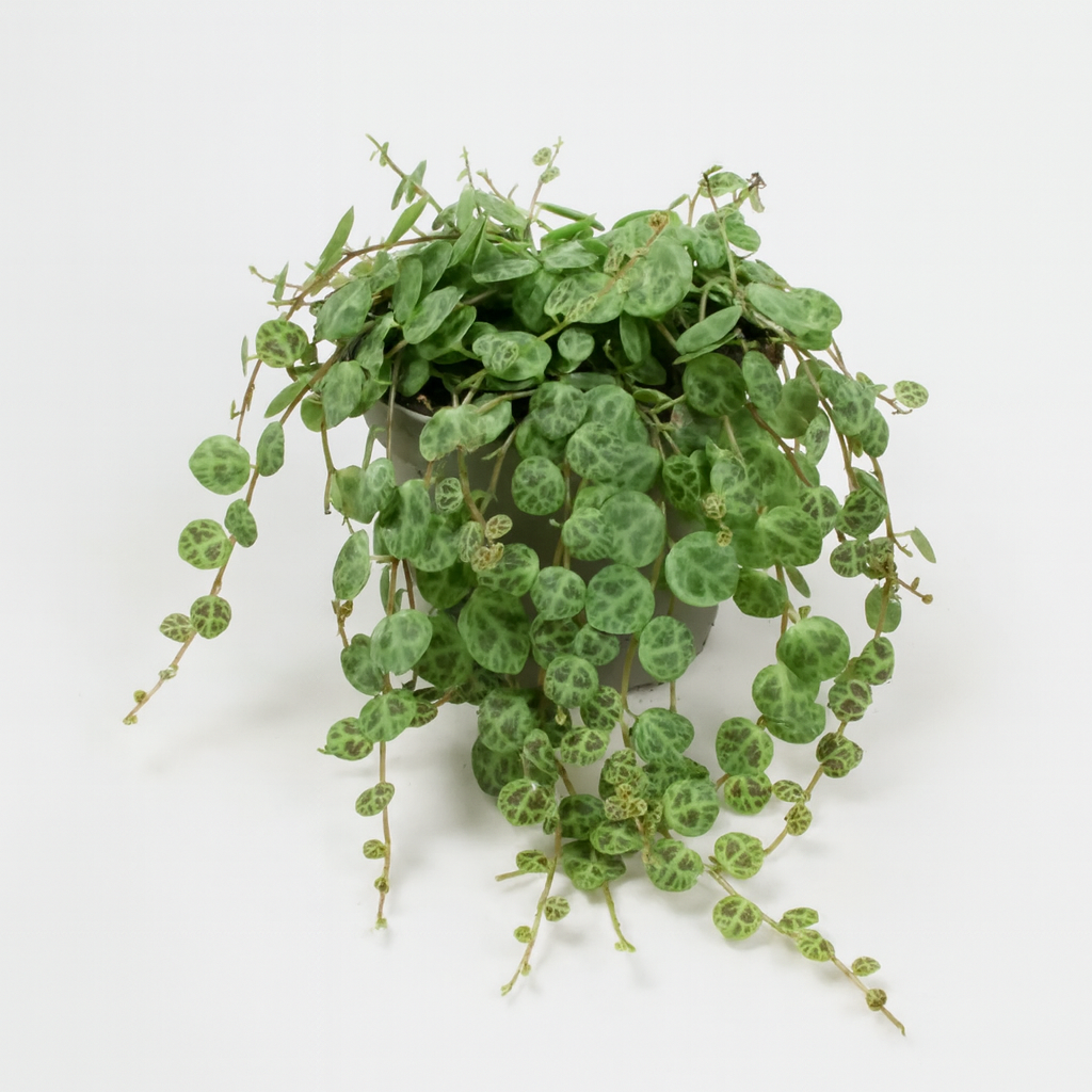 Peperomia Prostrata