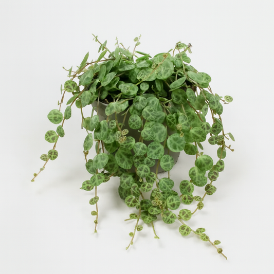 Peperomia Prostrata