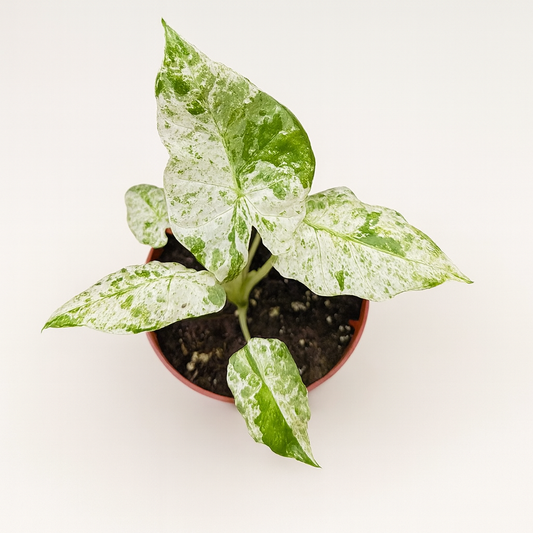 Alocasia Macrorrhiza Splash
