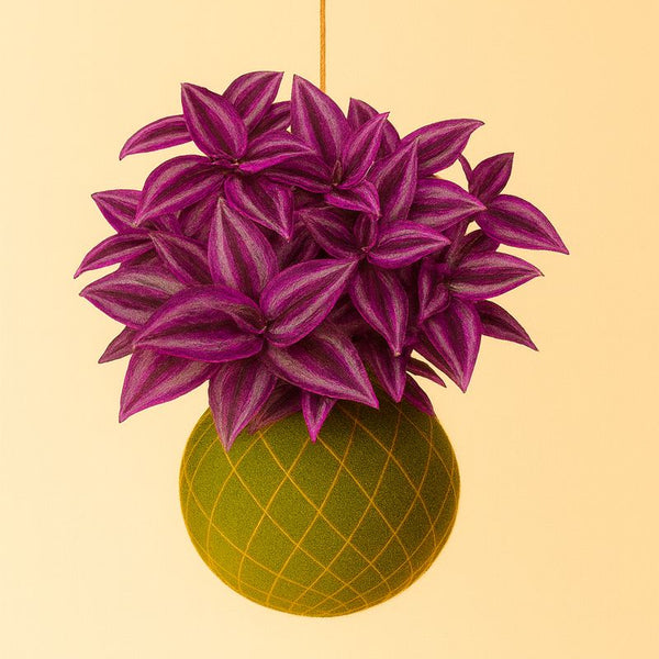 Baby Kokedama | Tradescantia Pink Paradise