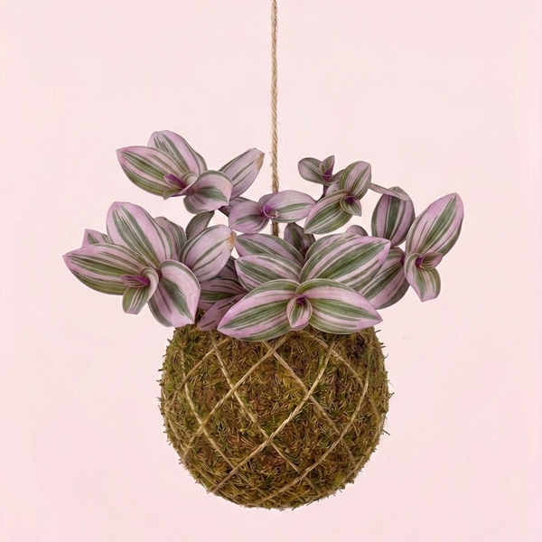 Kokedama | Tradescantia 'Nanouk'
