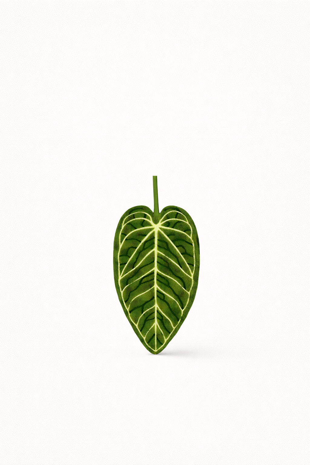 Plush | Anthurium leaf