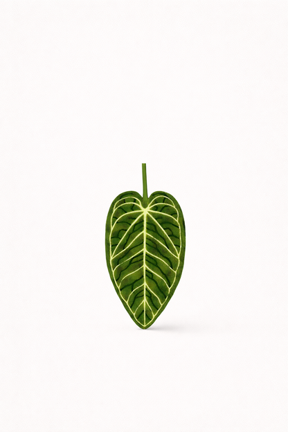 Plush | Anthurium leaf