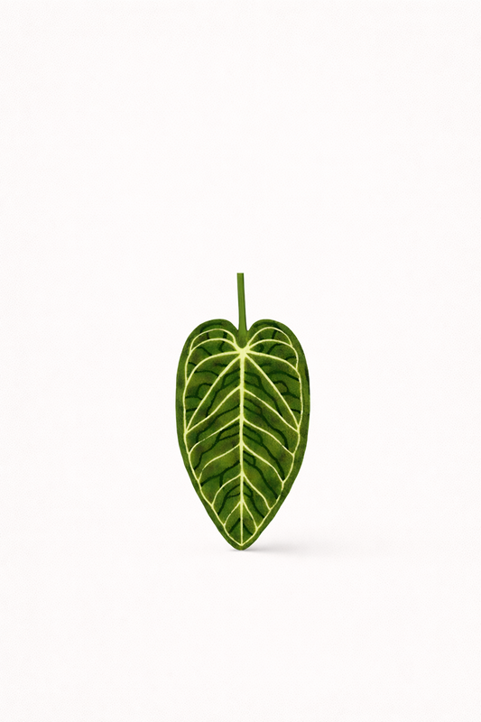 Plush | Anthurium leaf