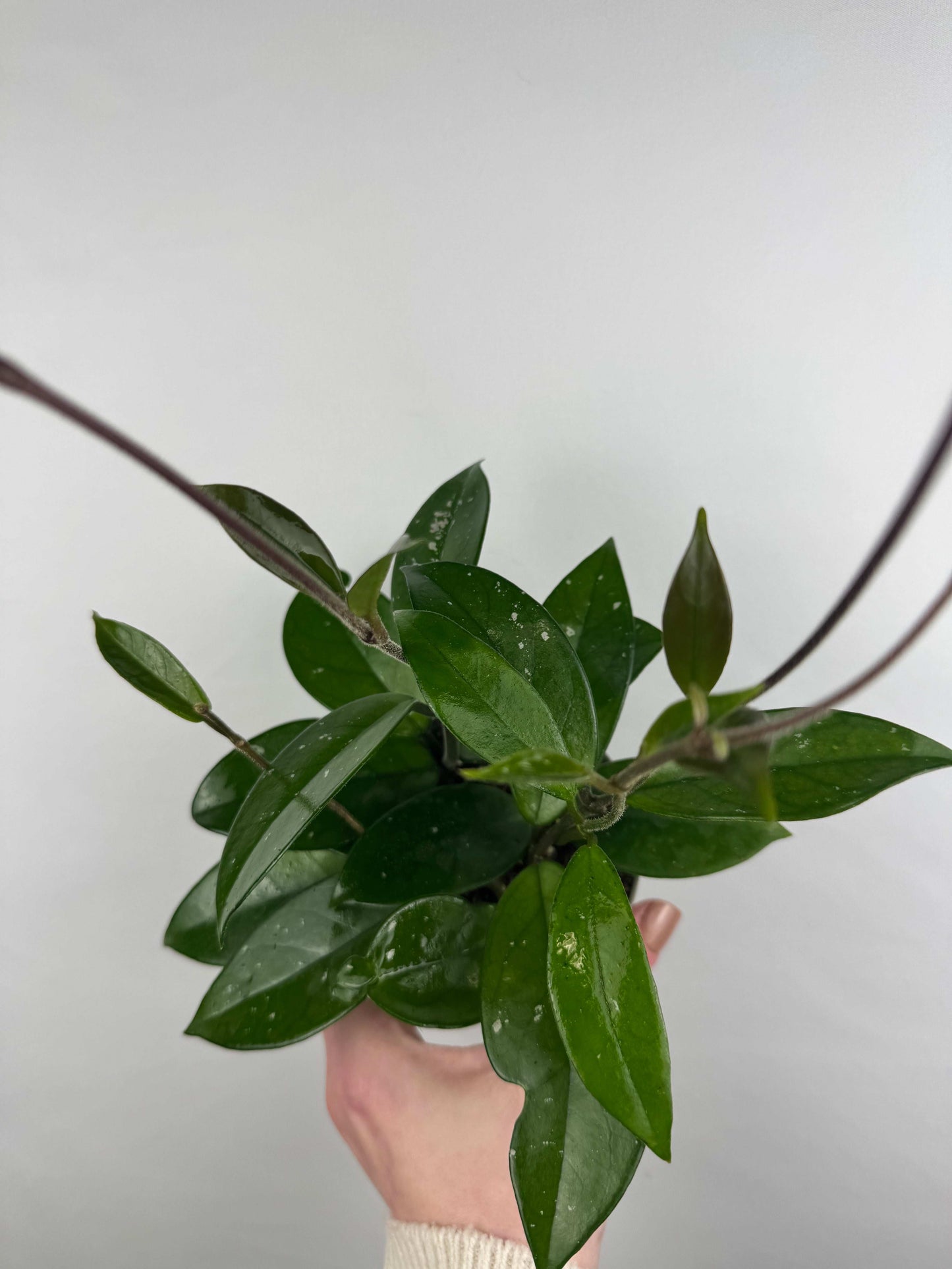 Hoya Carnosa “Freckles Splash”
