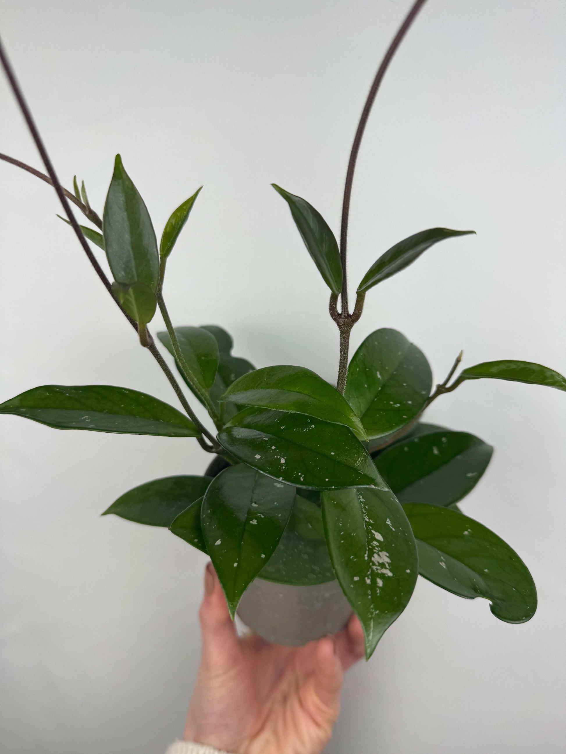 Hoya Carnosa 'Freckles Splash'