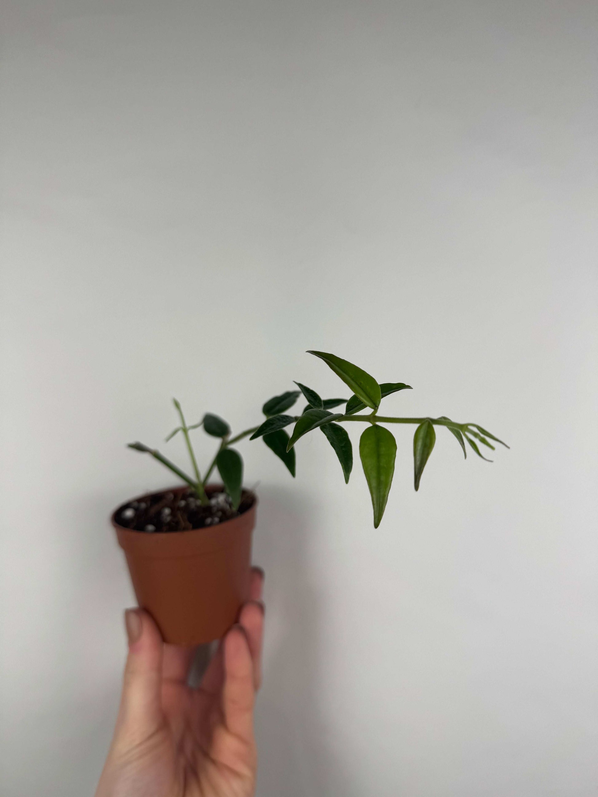 Hoya Bella