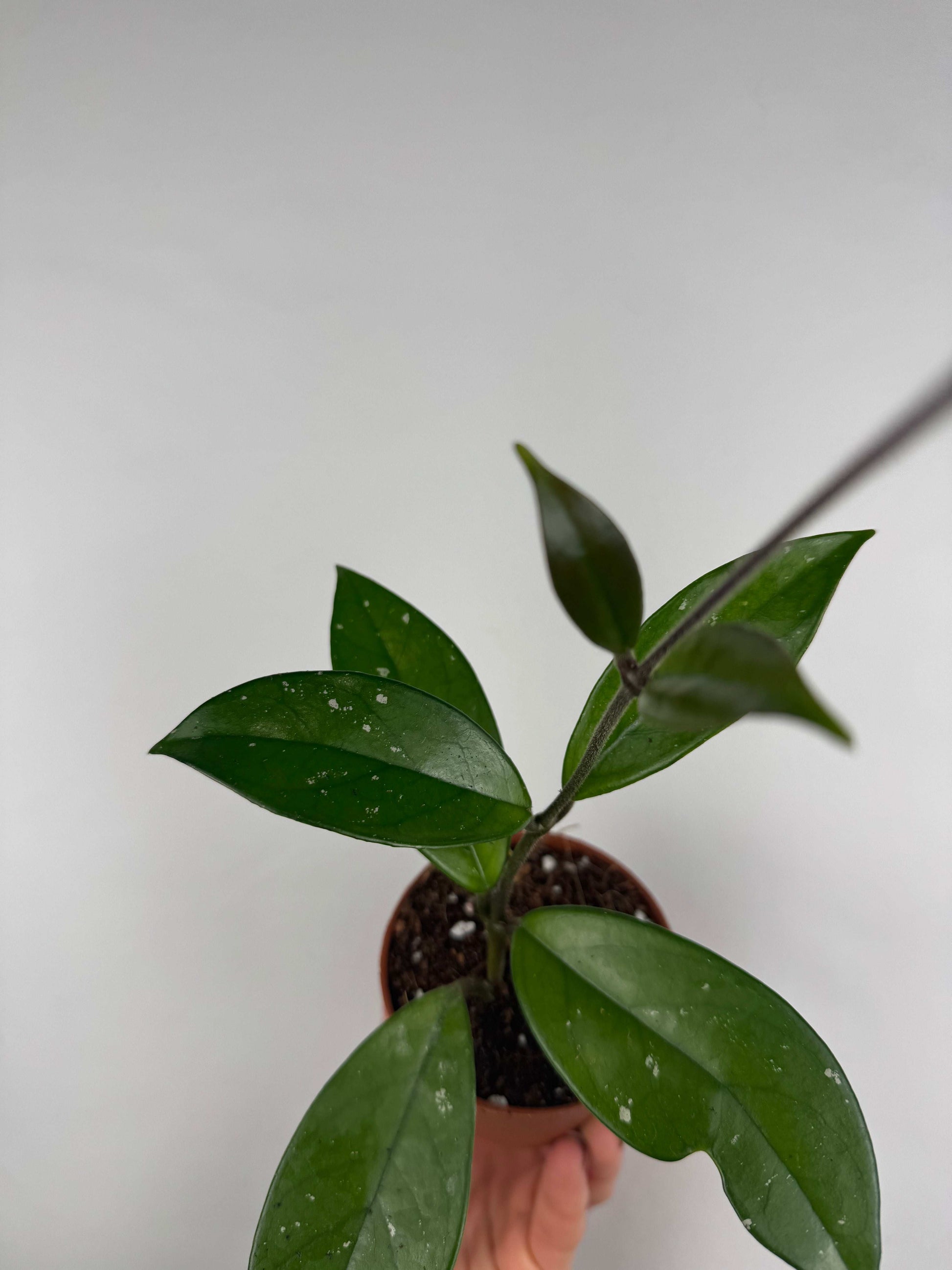 Hoya Carnosa “Freckles Splash”