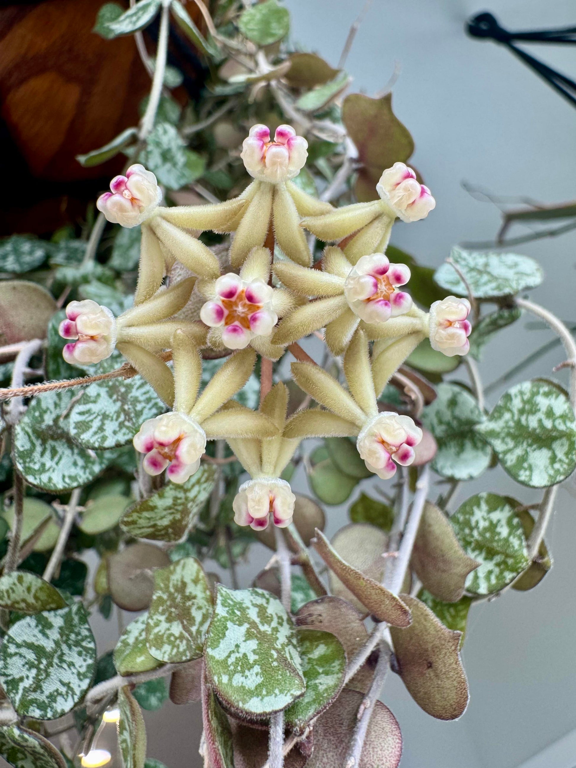 Hoya Curtisii