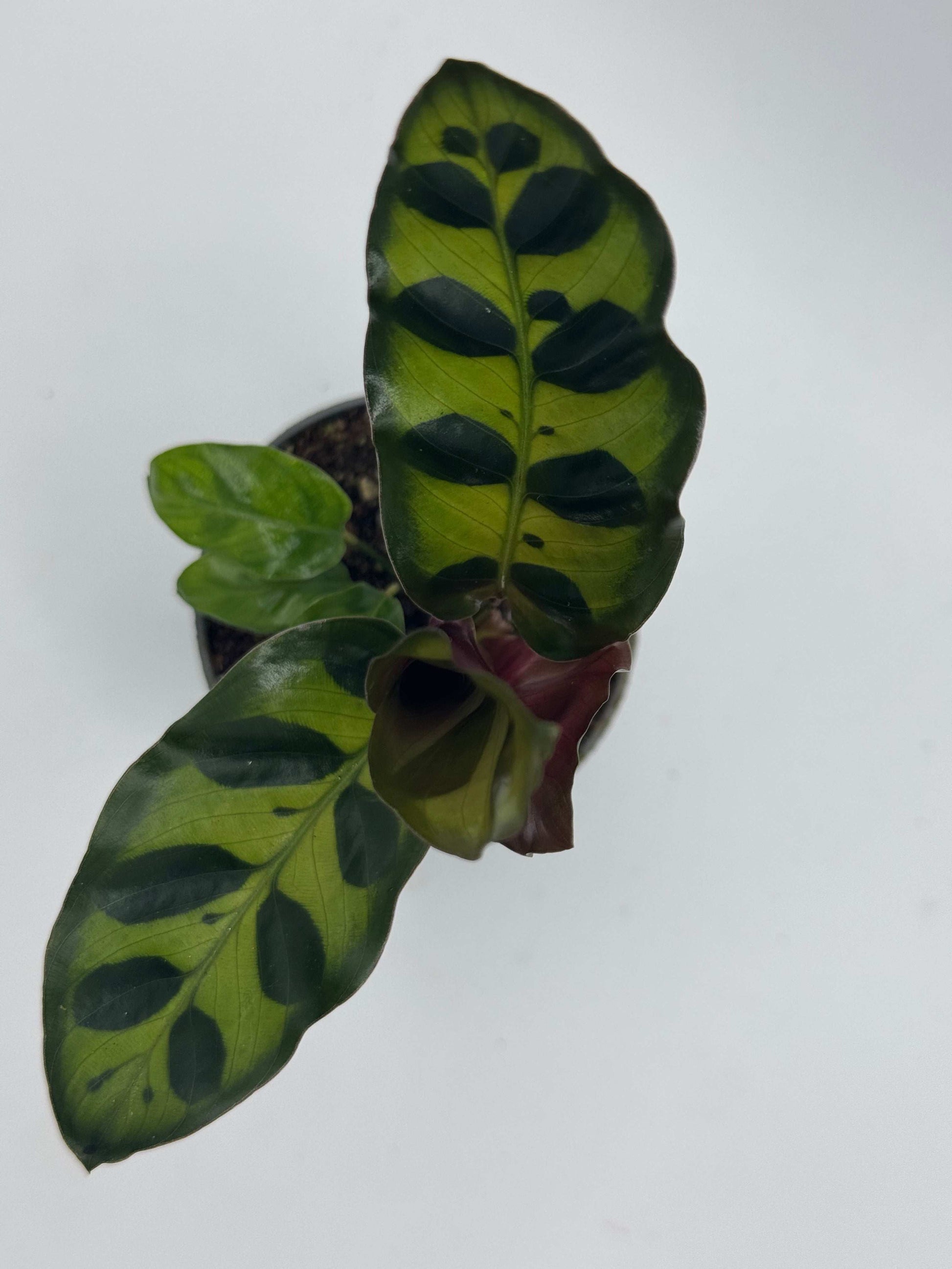 Calathea Lancifolia “Rattlesnake”