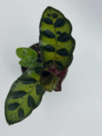 Calathea Lancifolia “Rattlesnake”