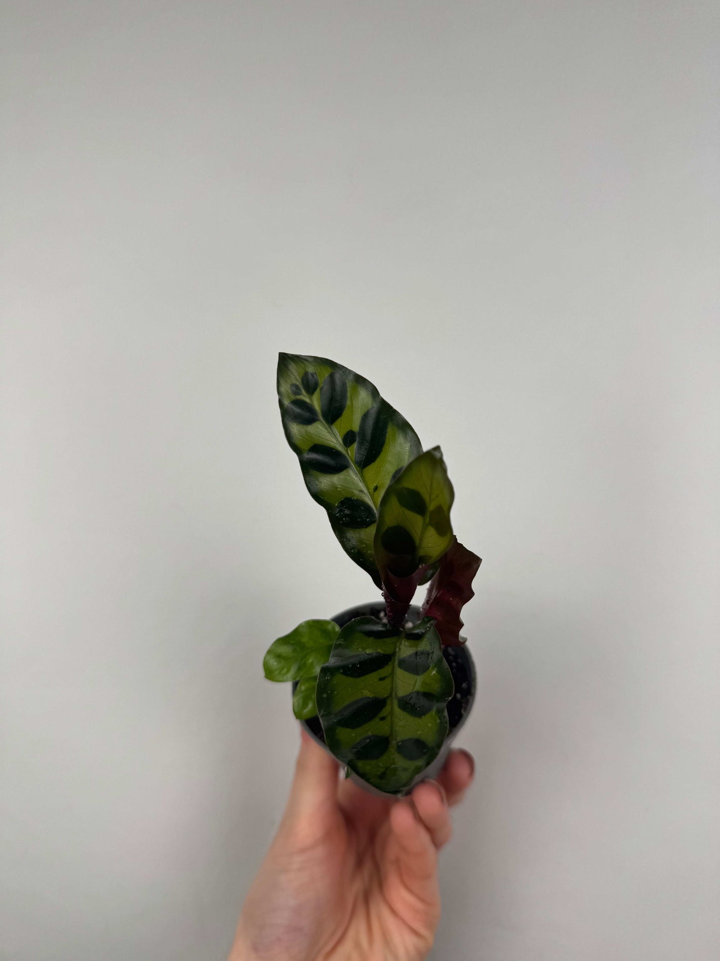 Calathea Lancifolia “Rattlesnake”