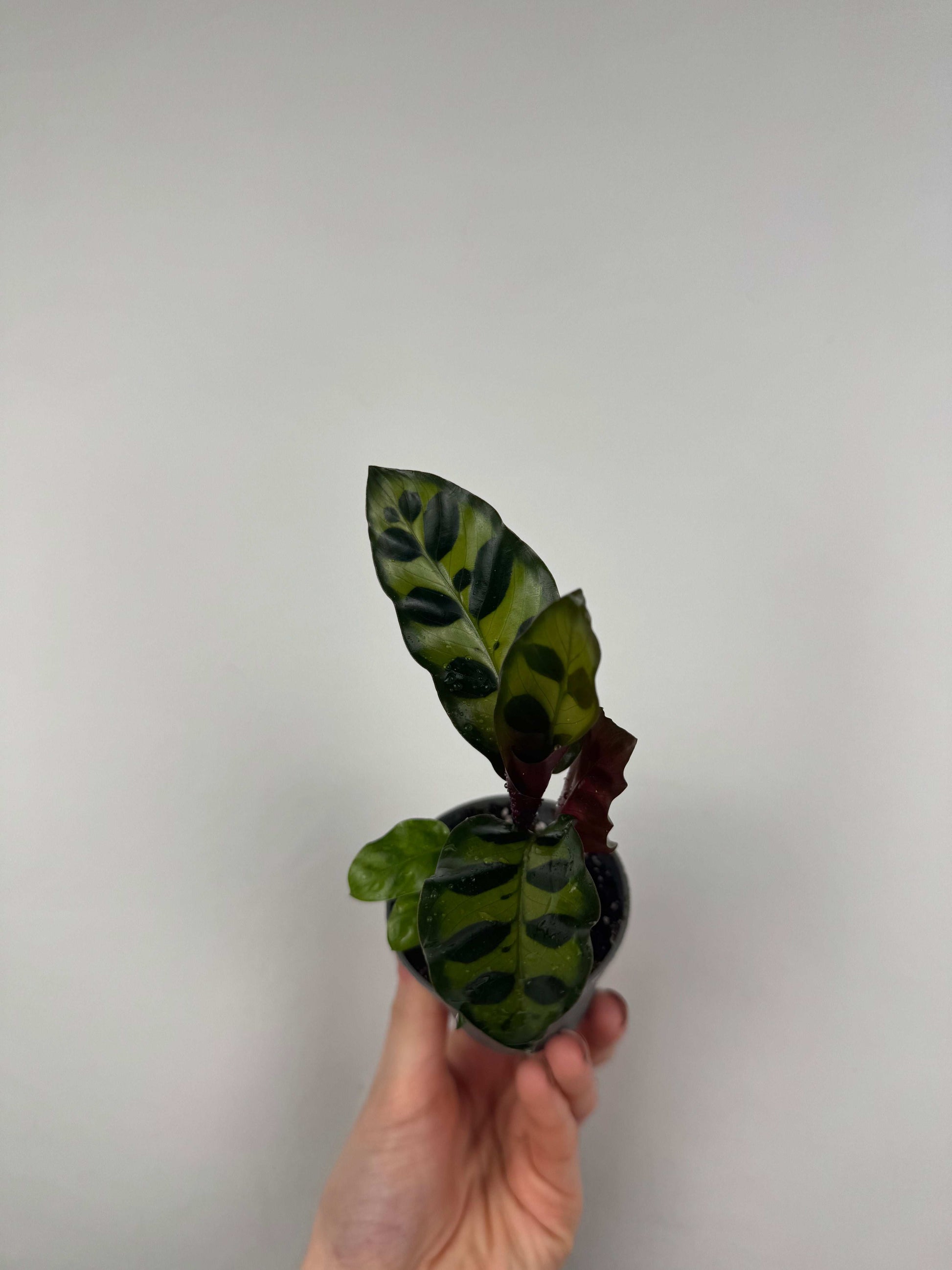 Calathea Lancifolia “Rattlesnake”