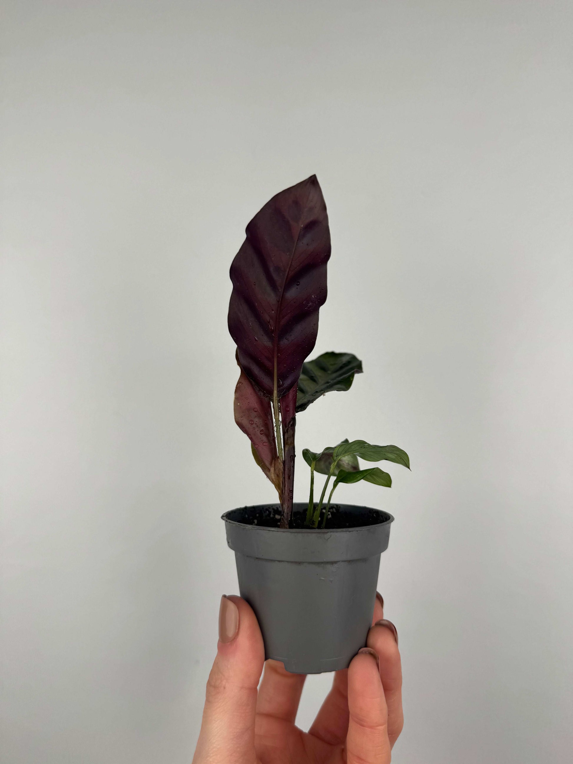 Calathea Lancifolia “Rattlesnake”