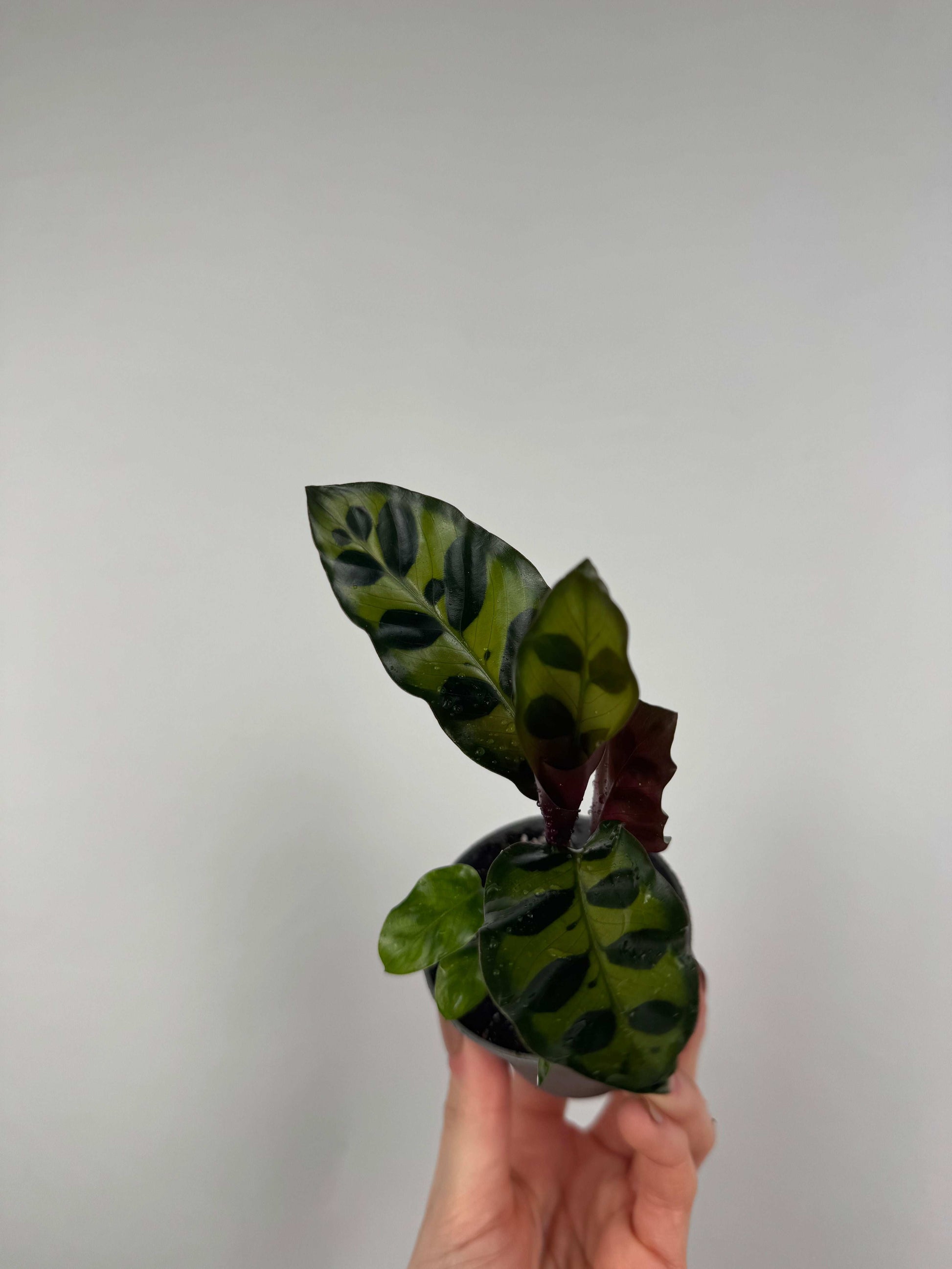Calathea Lancifolia “Rattlesnake”
