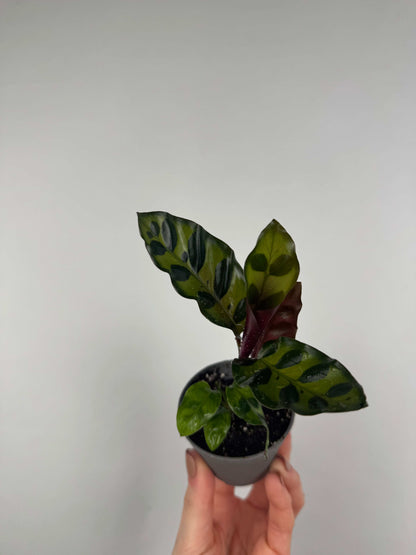 Calathea Lancifolia “Rattlesnake”