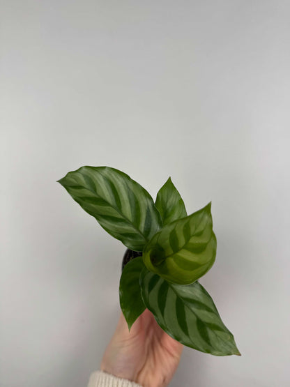 Calathea “Freddie”