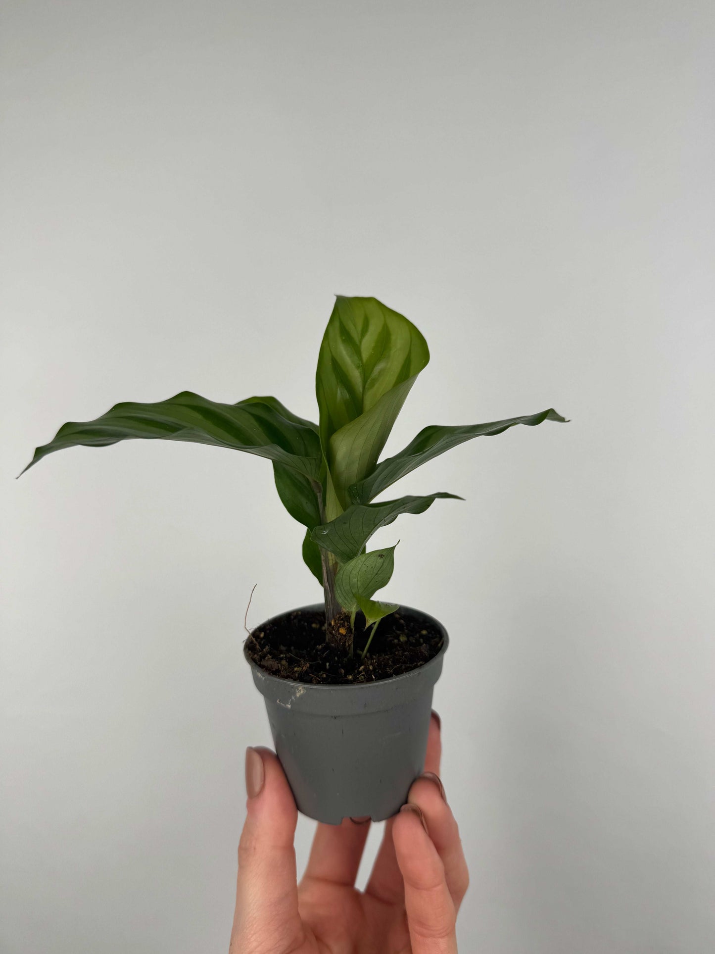 Calathea “Freddie”
